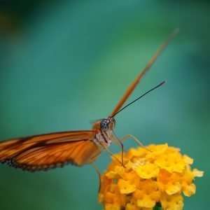 Vlinder 1