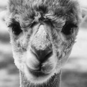 Alpaca