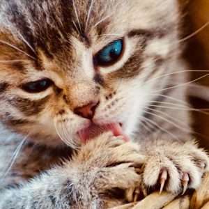 Kitten