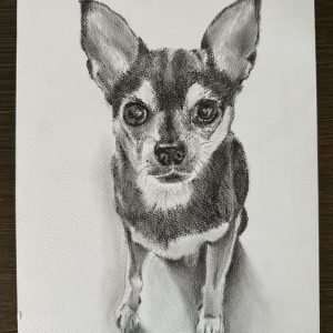 Een zwart-wit portret van chihuahua Milo door Carolien van Oijen